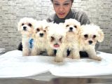 Korea Teacup Maltese Yavrularımız