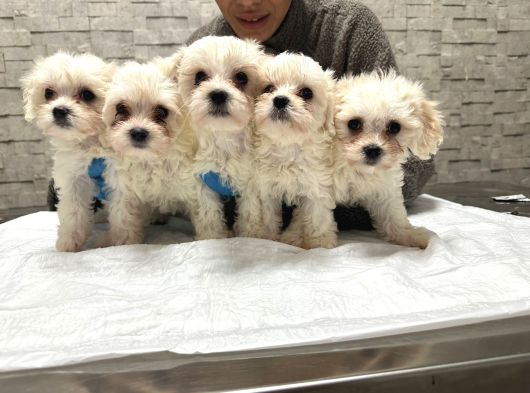Korea Teacup Maltese Yavrularımız görsel