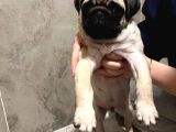 Kucağa Sığan Mutluluk  Pug Yavru