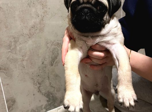 Kucağa Sığan Mutluluk  Pug Yavru görsel