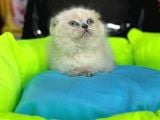 10 Güne Hazır Fold Bebek