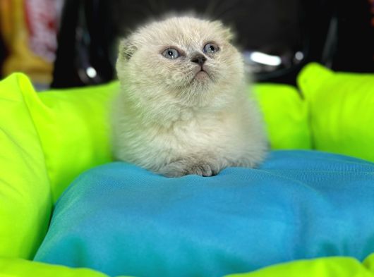 10 Güne Hazır Fold Bebek görsel