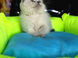 10 Güne Hazır Fold Bebek