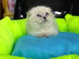 10 Güne Hazır Fold Bebek