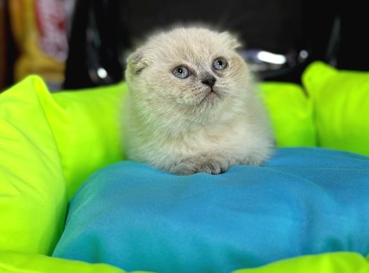 10 Güne Hazır Fold Bebek görsel