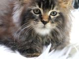 En Iddalı Profil Maine Coon