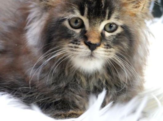 En Iddalı Profil Maine Coon görsel