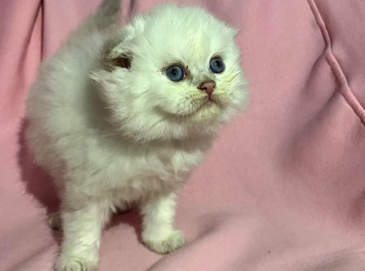 Anne Baba Scrli Kedimizin Yaruları Yeni Sahiplerini Arıyor görsel