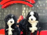 Labradoodle Yavrular
