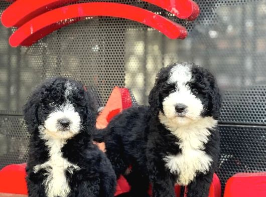 Labradoodle Yavrular görsel