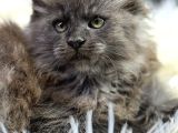 En Iddalı Profil Maine Coon