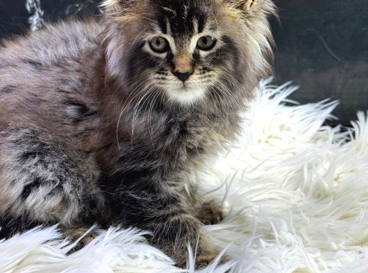En Iddalı Profil Maine Coon görsel