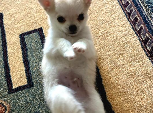 Sevimli Chihuahua Yavrularımız Yeni Yuvalarını Arıyor görsel