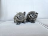 Gri British Shorthair Dişi Yavrular