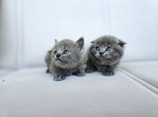 Gri British Shorthair Dişi Yavrular görsel