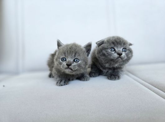 Gri British Shorthair Dişi Yavrular görsel