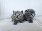Gri british shorthair dişi yavrular