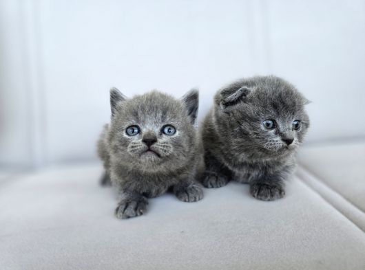 Gri British Shorthair Dişi Yavrular