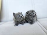 Gri British Shorthair Dişi Yavrular