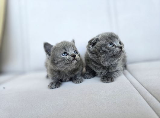 Gri British Shorthair Dişi Yavrular görsel