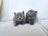 Gri British Shorthair Dişi Yavrular