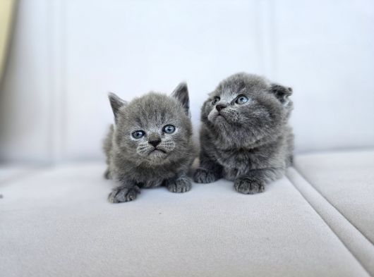 Gri British Shorthair Dişi Yavrular görsel