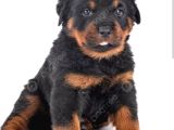 Rottweiler Namıdiğer Rottie Yavrular