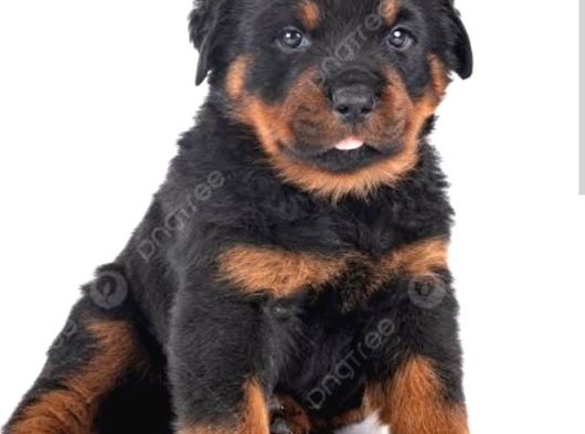 Rottweiler Namıdiğer Rottie Yavrular görsel