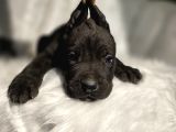 Blue ve Black cane corso yavrularımız