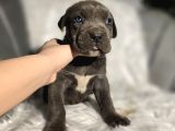 Blue Ve Black Cane Corso Yavrularımız