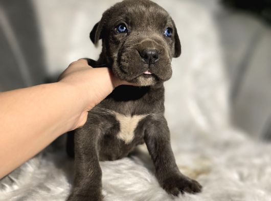 Blue Ve Black Cane Corso Yavrularımız görsel