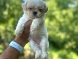 Teacup 0 boy korea Maltese bebekler aşılı