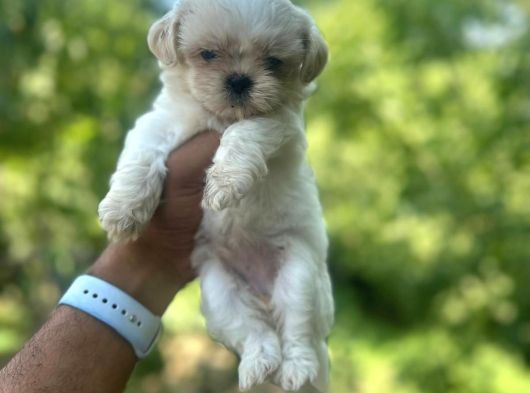 Teacup 0 Boy Korea Maltese Bebekler Aşılı