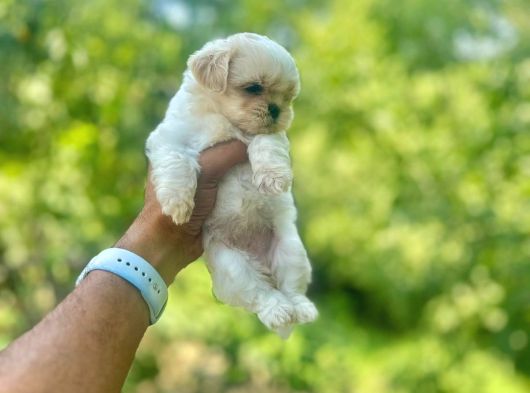 Teacup 0 Boy Korea Maltese Bebekler Aşılı görsel