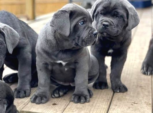 Üst Kali̇te Safkan Cane Corso Bombalar görsel