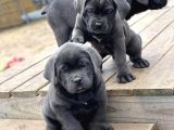 Üst Kali̇te Safkan Cane Corso Bombalar