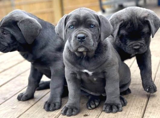 Üst Kali̇te Safkan Cane Corso Bombalar
