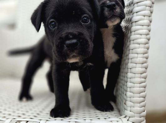 Blue Ve Black Cane Corso Yavrularımız görsel