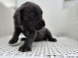 Blue Ve Black Cane Corso Yavrularımız