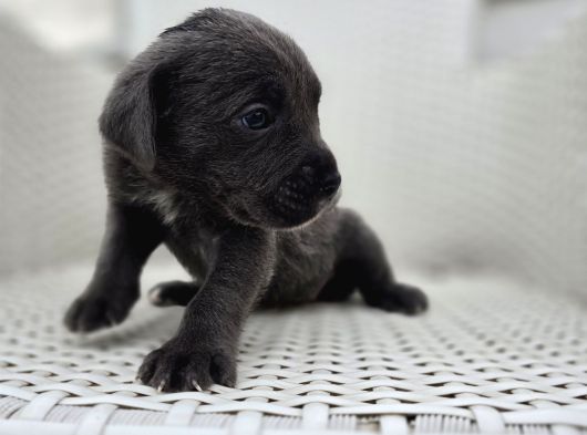 Blue Ve Black Cane Corso Yavrularımız görsel