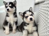 Safkan Karizmatik Husky Yavrular