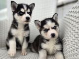 Safkan Karizmatik Husky Yavrular