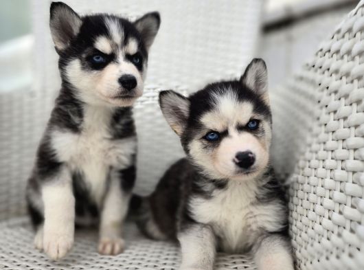 Safkan Karizmatik Husky Yavrular görsel