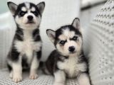 Safkan karizmatik husky yavrular
