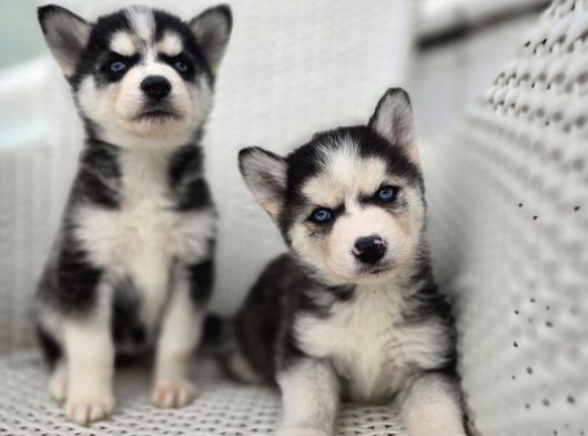 Safkan Karizmatik Husky Yavrular