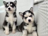 Safkan Karizmatik Husky Yavrular