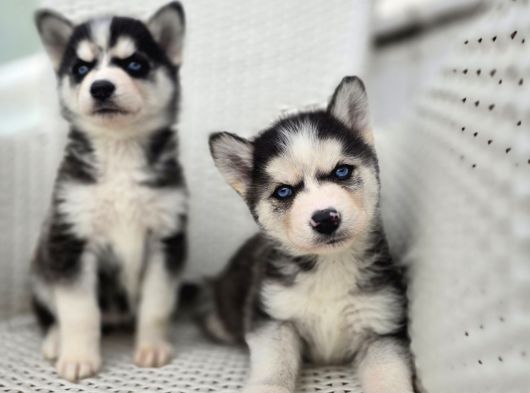 Safkan Karizmatik Husky Yavrular görsel