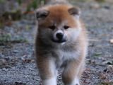 Safkan Portakal Japon Akita Yavrular