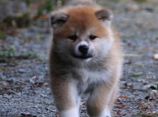 Safkan Portakal Japon Akita Yavrular görsel