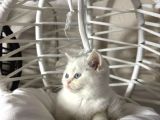British Shorthair Ve Bluepoint Yavrular